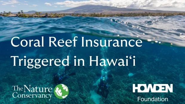 Split image showing Hualalai and divers working to reattach broken pieces of coral - Split image showing Hualalai and divers working to reattach broken pieces of coral -